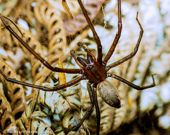 Sheetweb