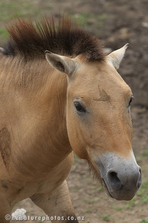 Przewalski's Horse
