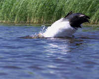 Red Crowned Crane