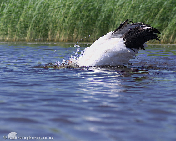 Red Crowned Crane