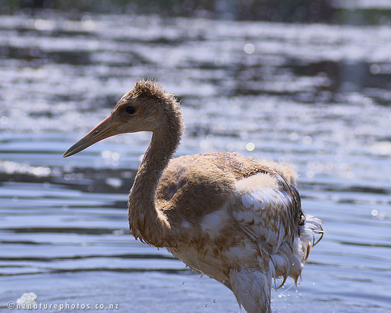 Juvenile Red-Crowned Crane