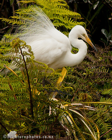 Kotuku