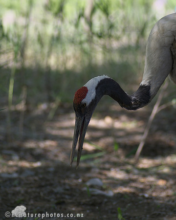 Red Crowned Crane