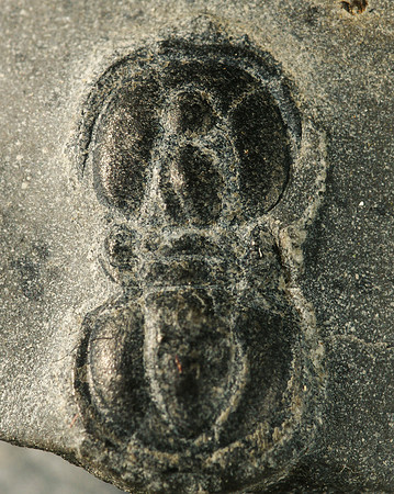 Peronopsis intersricta