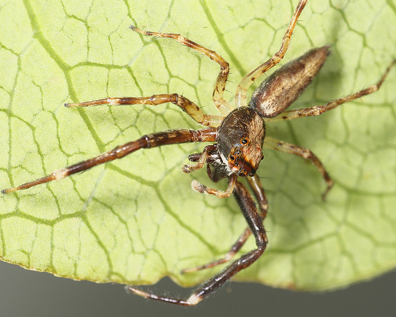 Long-legged Jumping Spider