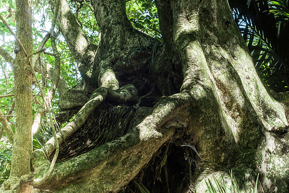 Puriri Tree