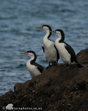 Pied Shag- Urupukapuka Island