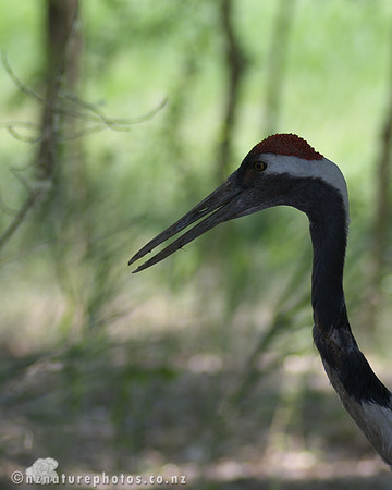 Red Crowned Crane
