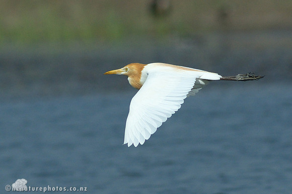Cattle Egret