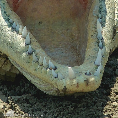 Crocodile teeth