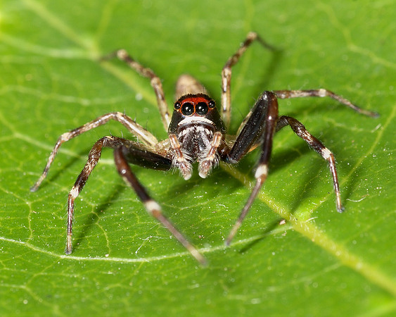 Long-legged Jumping Spider