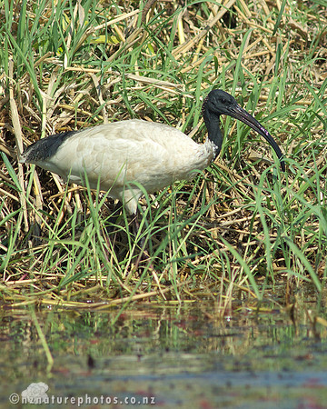 Australasian White Ibis