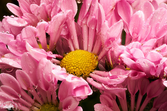 Chrysanthemum in the rain