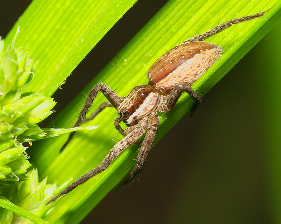 Nursery Web Spider
