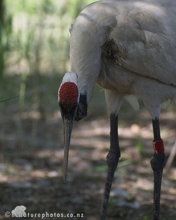 Red Crowned Crane