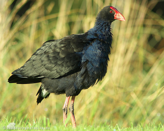 Pukeko