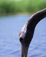 Red Crowned Crane