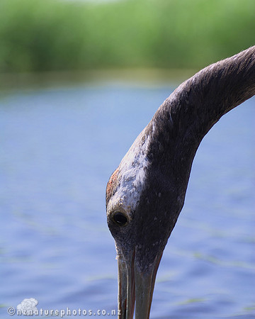 Red Crowned Crane