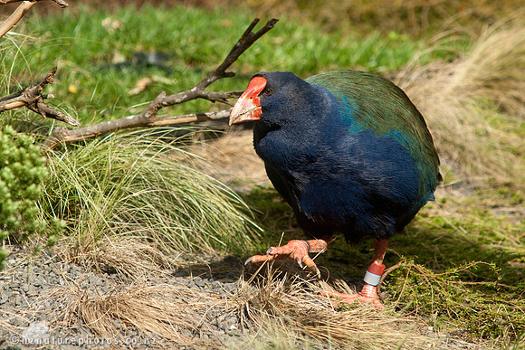 Takahe