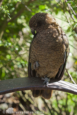 Kea
