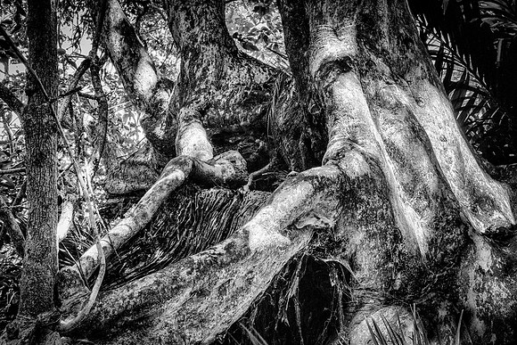 Puriri Tree