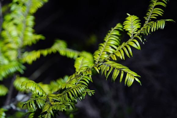 Miro leaves