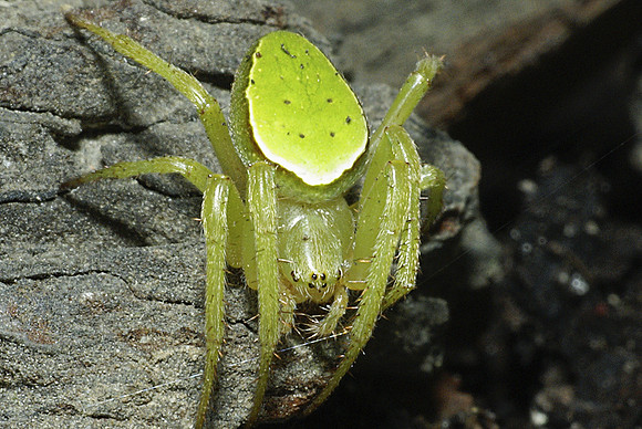 #4 Green Orb-Web Spider