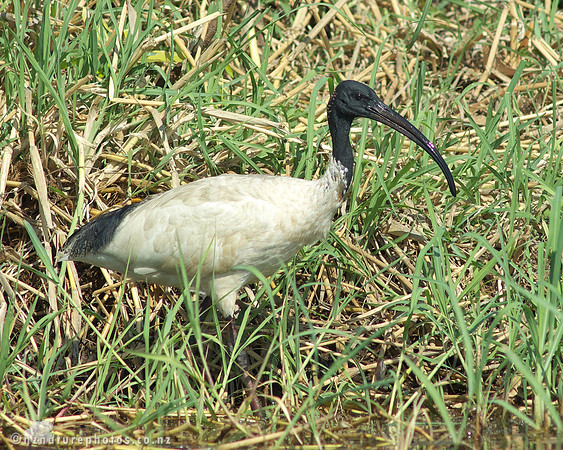 Australasian White Ibis