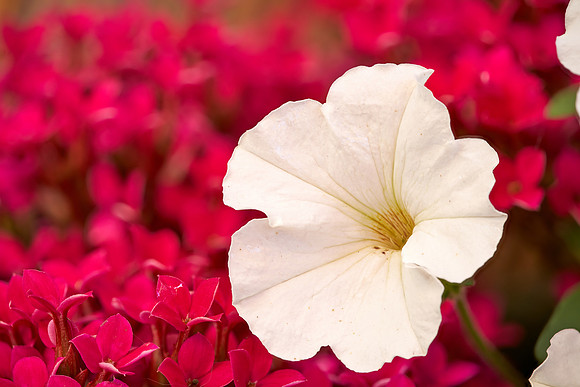 White on Scarlet