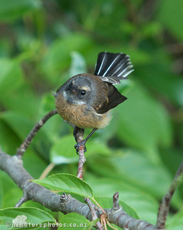 Fantail