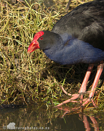 Pukeko