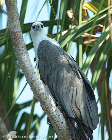 Sea Eagl