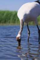 Red Crowned Crane