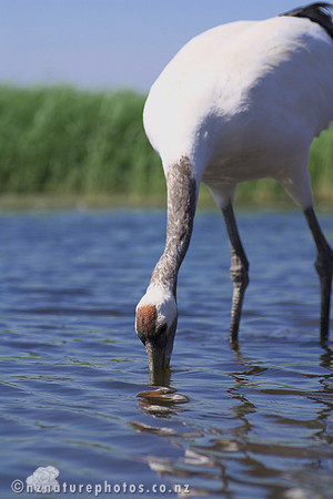 Red Crowned Crane