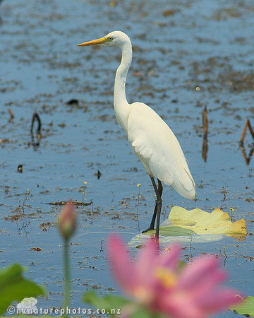 White Heron