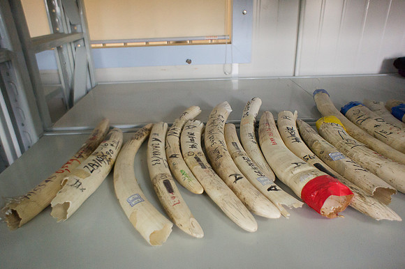 ivory-stock 1 (2)