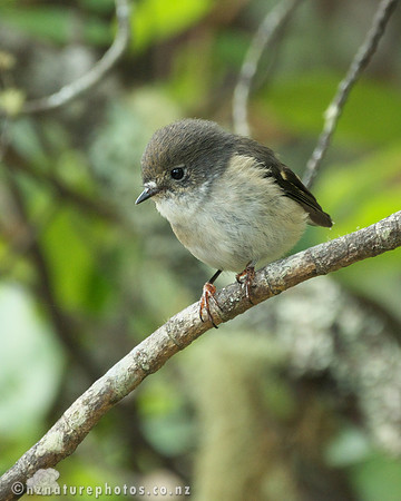 Female Miromiro