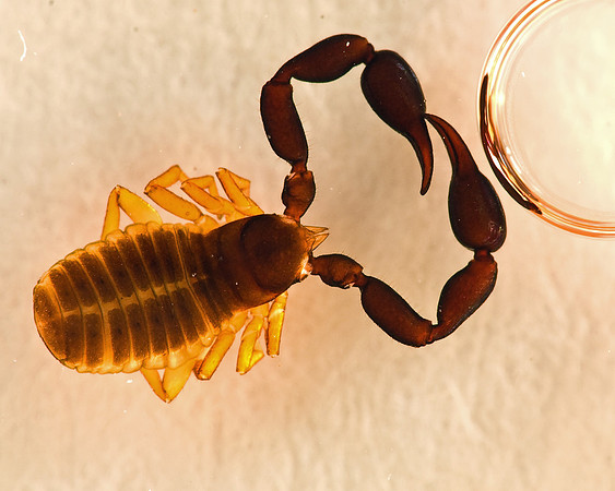 Pseudoscorpion