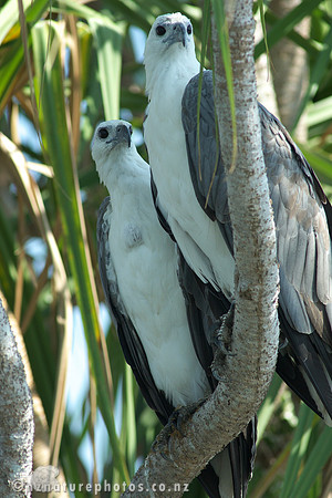 Sea Eagles