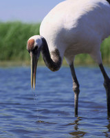 Red Crowned Crane
