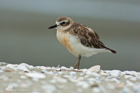 Beachcomber