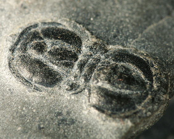 Peronopsis intersricta