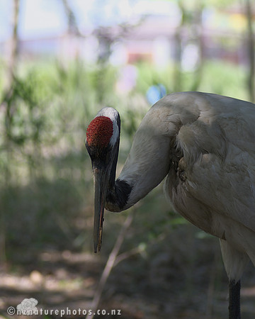 Red Crowned Crane