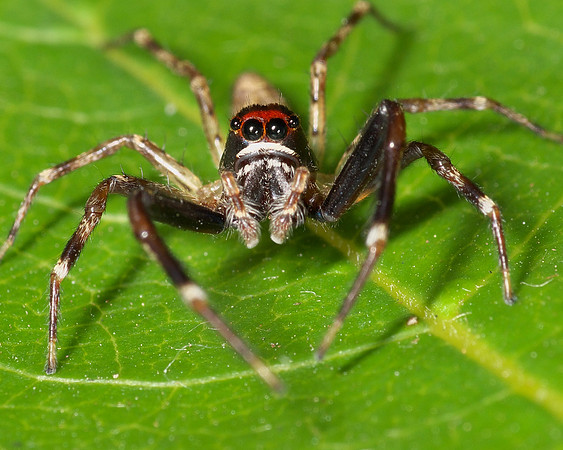 Long-legged Jumping Spider