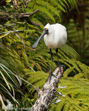 Royal Spoonbill