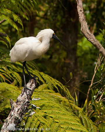 Royal Spoonbill