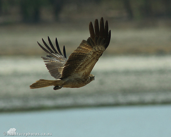 Kite