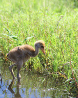 Red-Crowned Crane Chick