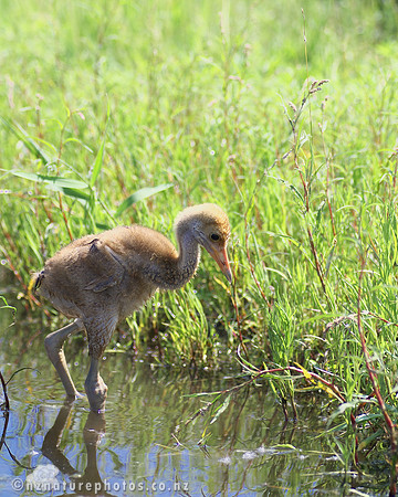 Red-Crowned Crane Chick