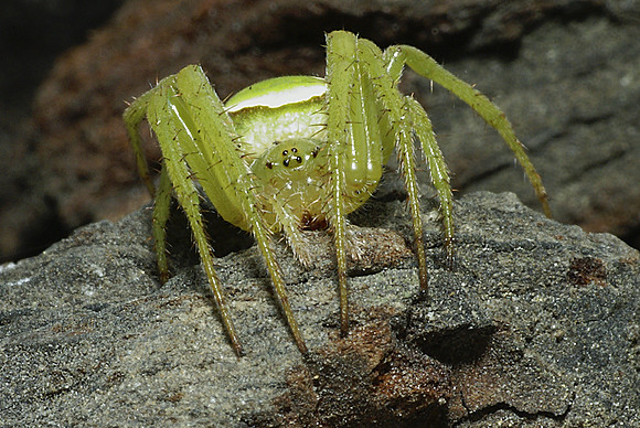 #6 Green Orb-Web Spider